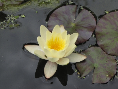 Water light plant white Photo