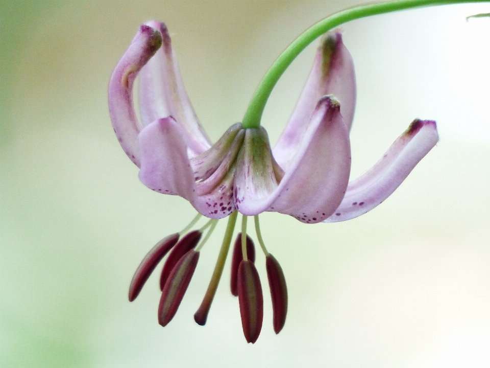 Fleurir usine fleur pétale