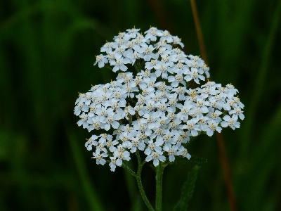 Blossom plant white flower Photo