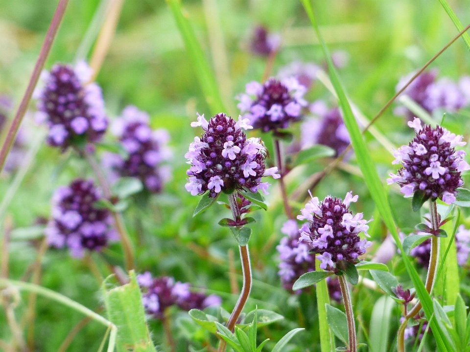 Blüte anlage wiese
 blume