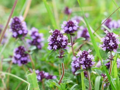 Blossom plant meadow flower Photo