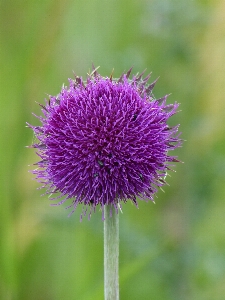 Blossom plant prairie flower Photo