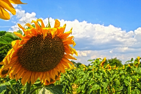 Nature plant sky white Photo