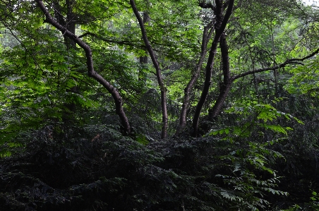 木 自然 森 荒野
 写真