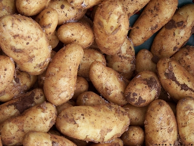 Anlage essen produzieren gemüse Foto