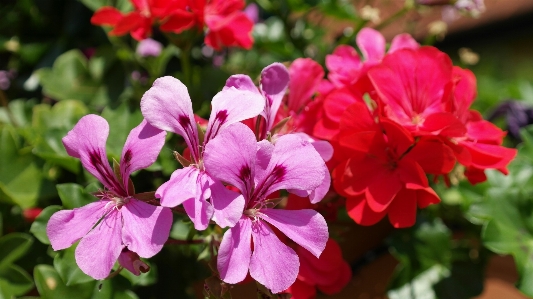 Blossom plant flower petal Photo