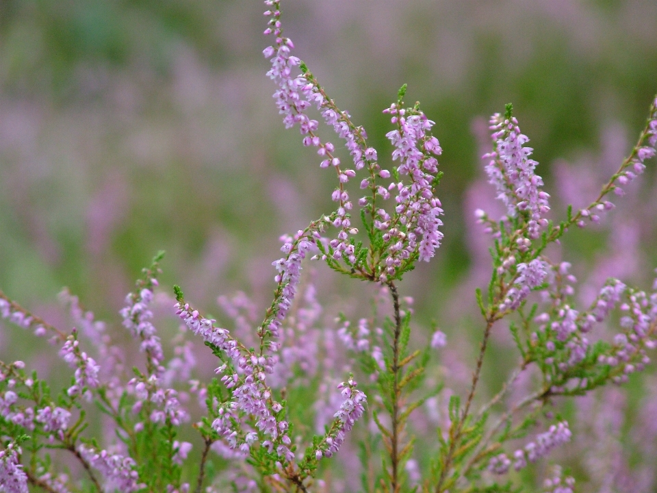 Natura erba fiore pianta