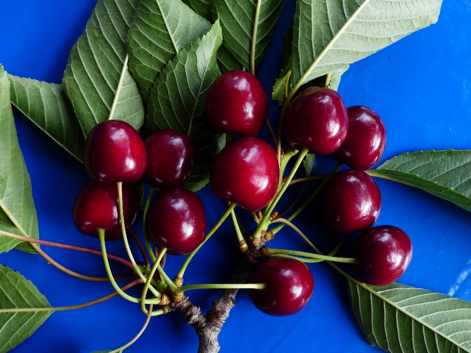 árbol rama planta fruta