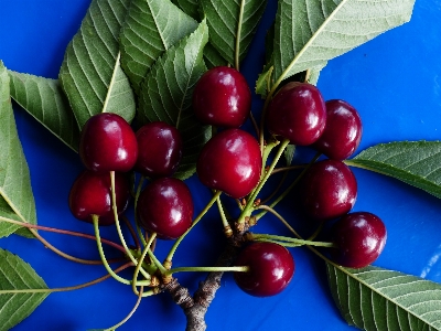 Tree branch plant fruit Photo