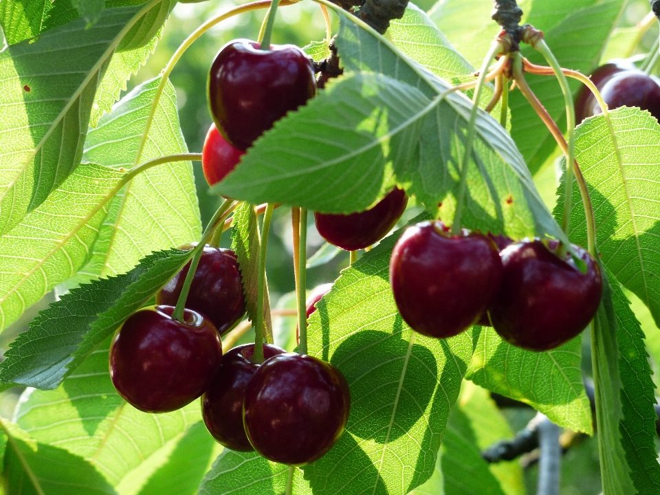 árbol rama planta fruta