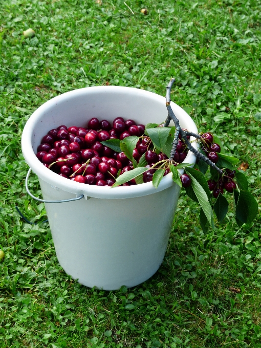 Tree branch plant lawn