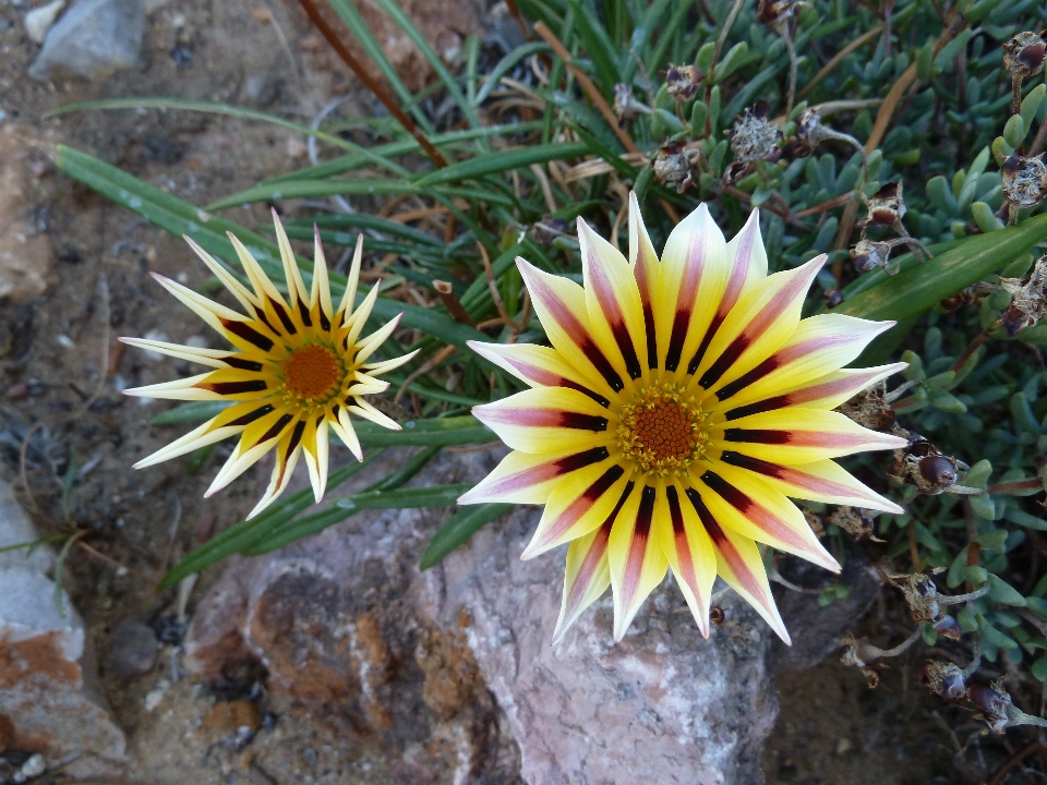 Nature outdoor blossom plant