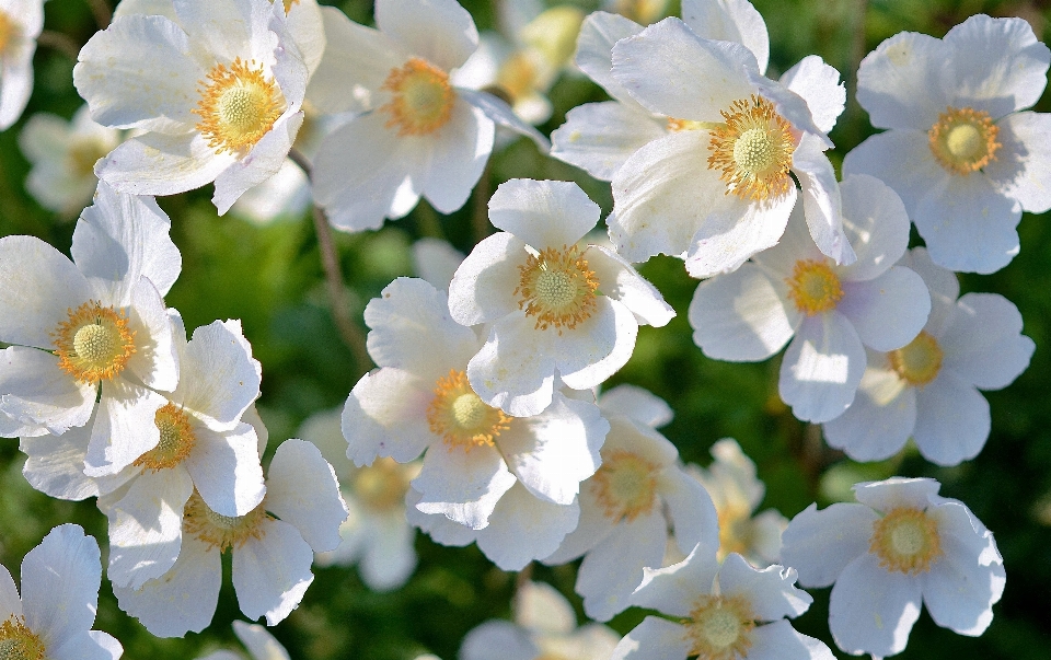 Natur blüte anlage weiss