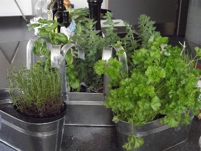 植物 花 食べ物 地中海 写真