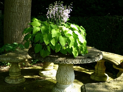 ライト 植物 花 緑 写真