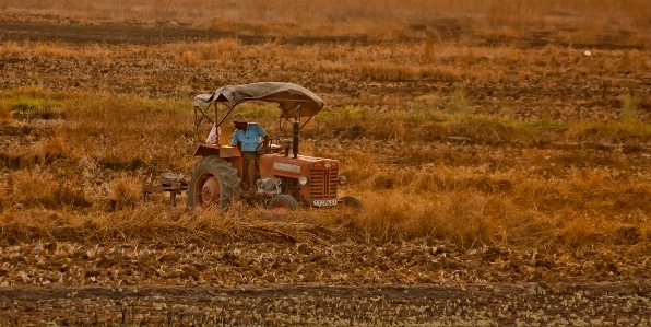 Work man growth plant Photo