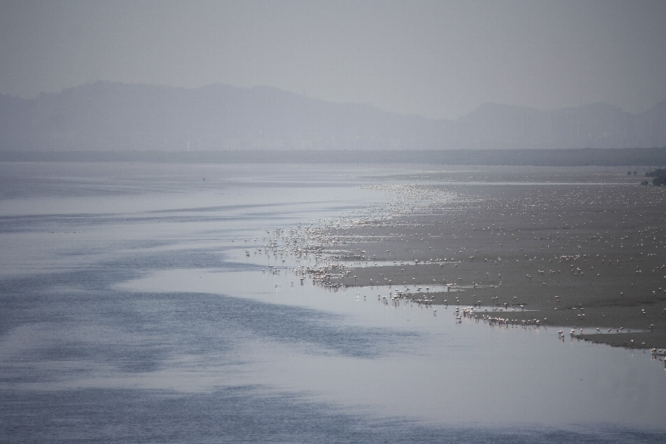 海滩 海 海岸 水