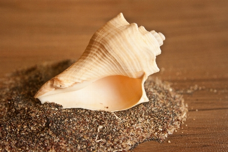 Hand sand wood food Photo