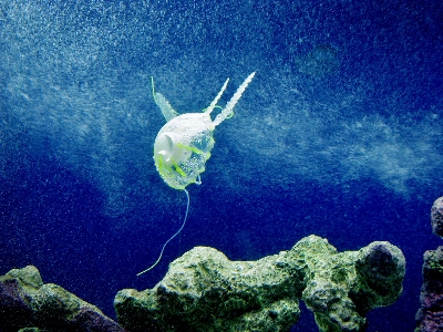 Sea animal underwater biology Photo