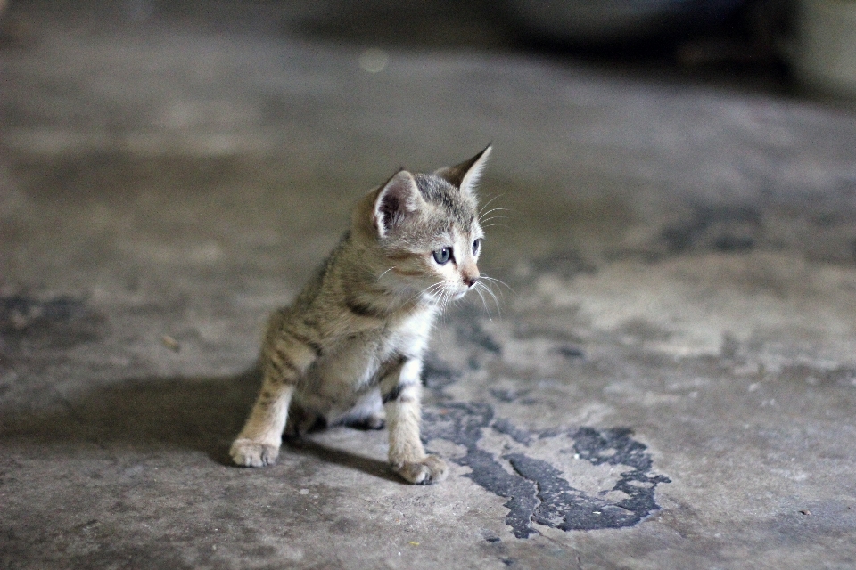 Animal mignon en regardant de compagnie