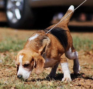 Foto Anjing satwa anjing
 peliharaan