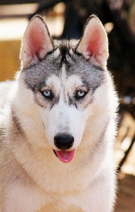 白 犬 動物 犬歯
 写真