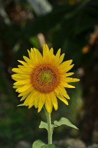 Doğa çiçek bitki alan Fotoğraf