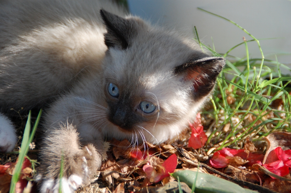 小猫 猫 哺乳动物 fauna