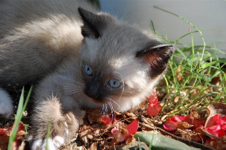 Foto Anak kucing mamalia fauna