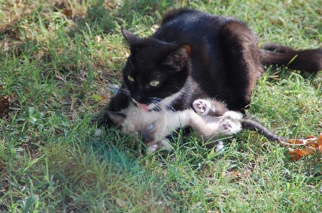 Foto Grama gatinho gato mamífero