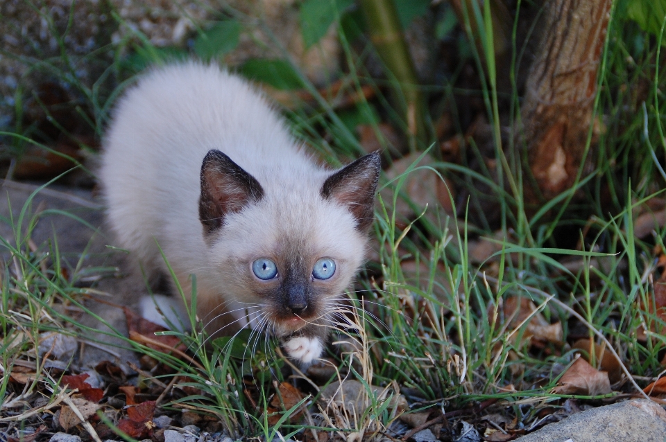 草 花 小猫 猫