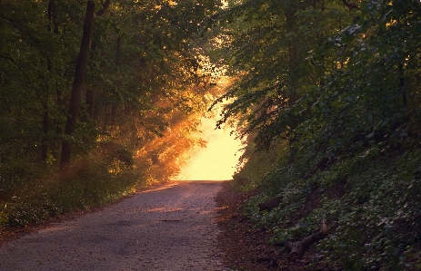 Tree nature forest path Photo