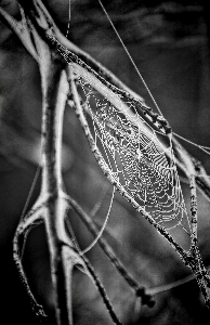 Photo Bifurquer aile noir et blanc
 blanc