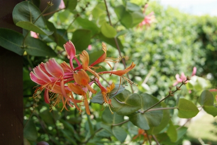 Tree blossom plant leaf Photo