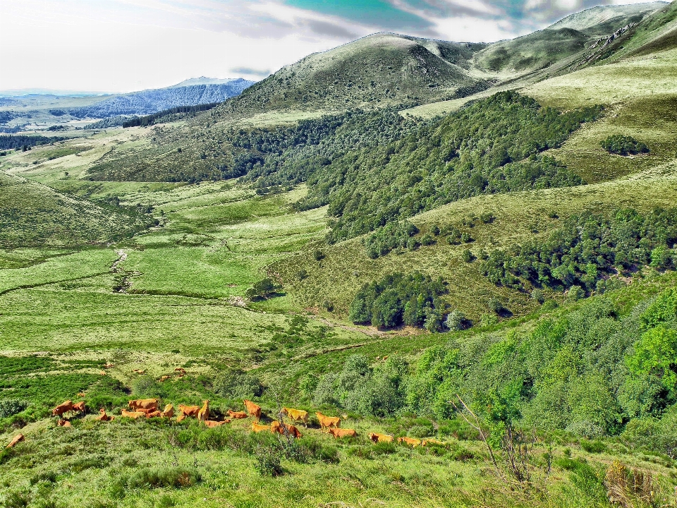 Paysage nature forêt région sauvage
