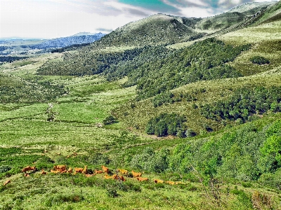 風景 自然 森 荒野
 写真