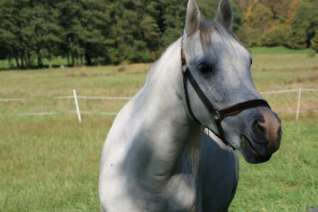 Pasture horse mammal stallion Photo