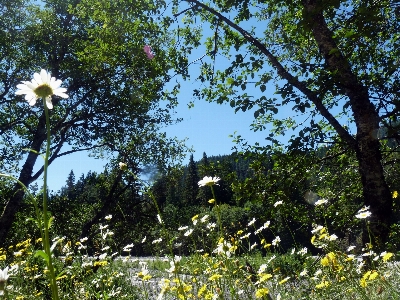 Landscape tree nature forest Photo