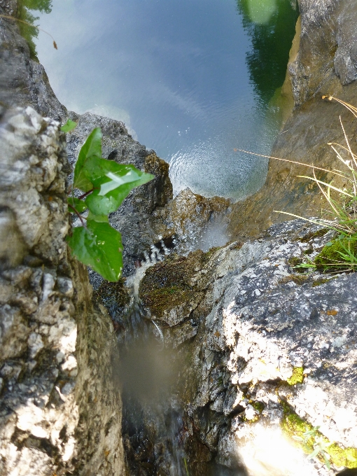 Sea tree water nature