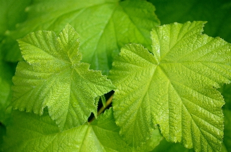 Tree nature drop plant Photo