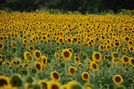 Foto Planta campo flor amarillo