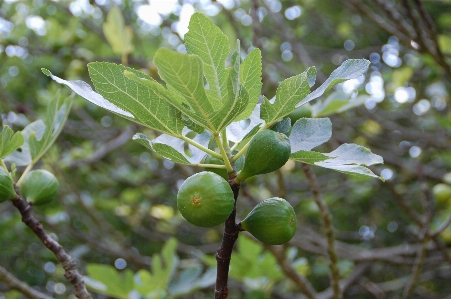 Tree branch blossom plant Photo