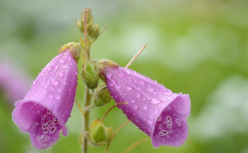 Nature blossom drop plant Photo