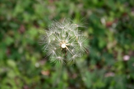 自然 草 植物 分野 写真