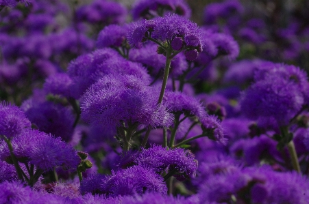 Natur blüte anlage blume Foto