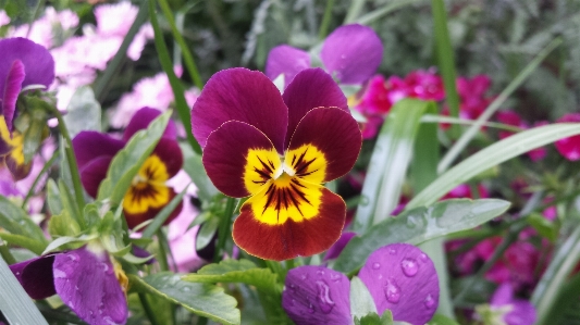 Outdoor blossom plant field Photo