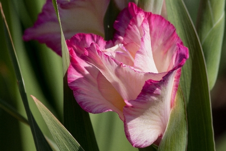 Nature plant white flower Photo