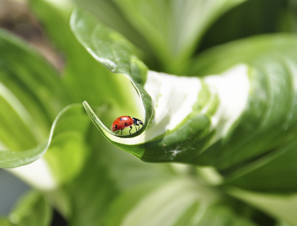 Natura zakład fotografia liść