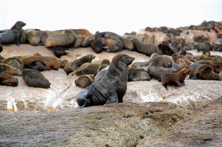 Sea wildlife mammal fauna Photo