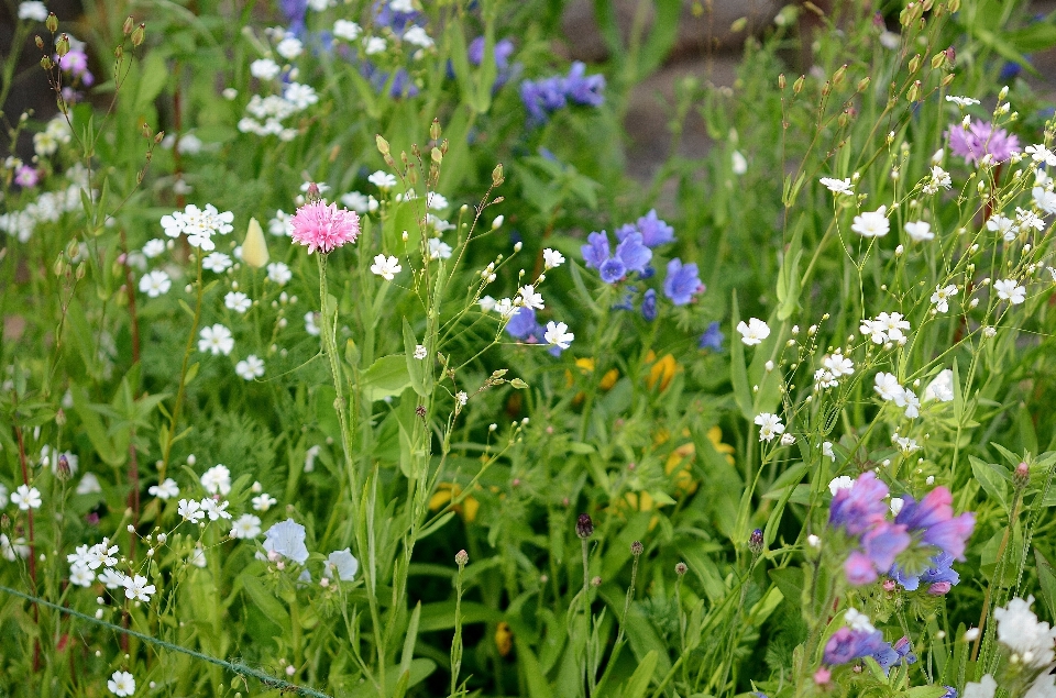 Nature herbe usine champ